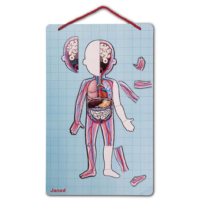 Cuerpo humano, juego magnético en 12 idiomas - Janod